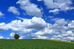 夏雲の丘