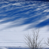 blue pine shadow