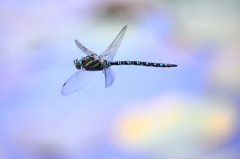 大瑠璃星蜻蜓