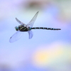 大瑠璃星蜻蜓