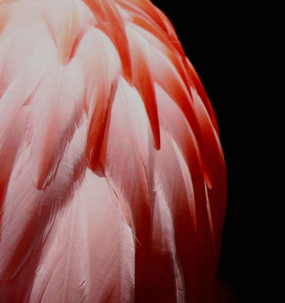 Flamingo feather