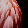 Flamingo feather