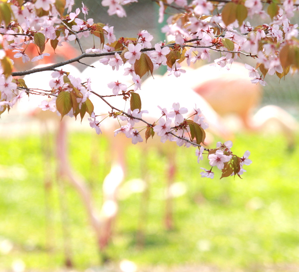 Flamingo cherry