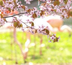 Flamingo cherry