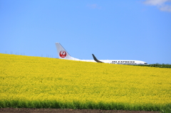 JAL EXPRESS‐春のフライト
