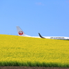 JAL EXPRESS‐春のフライト