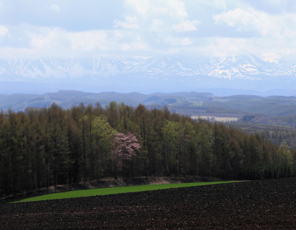 新緑と山桜