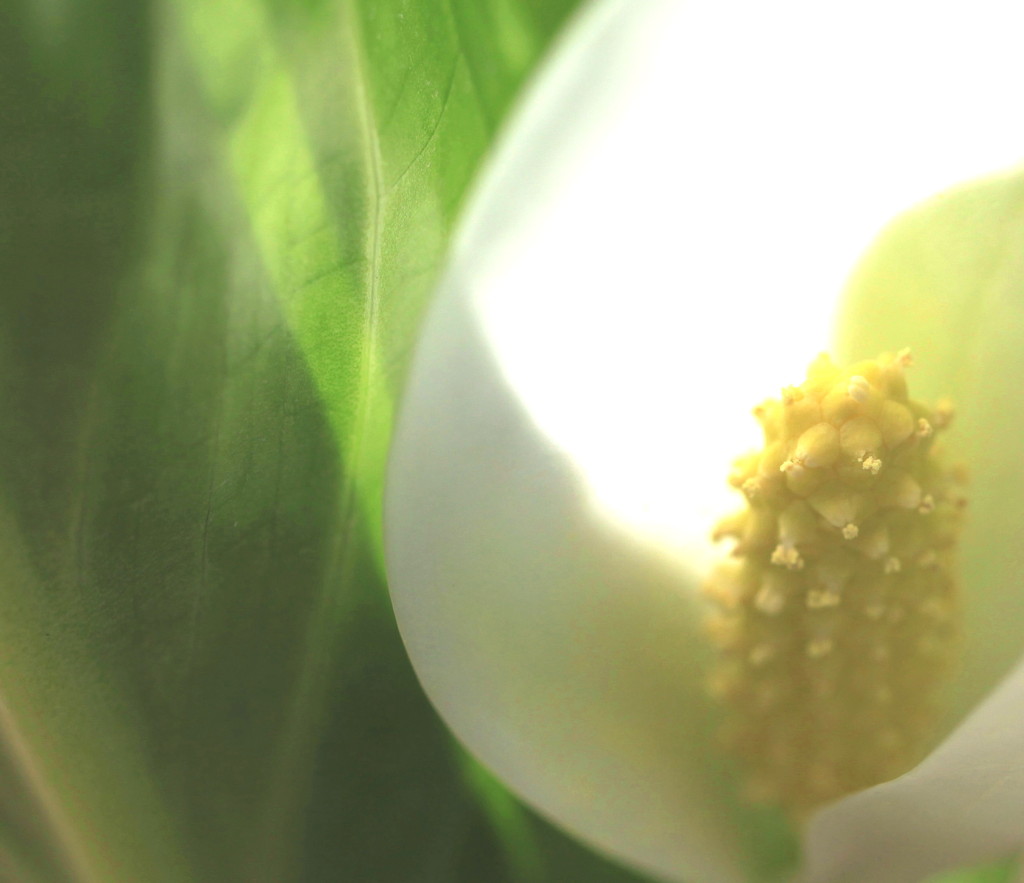 水芭蕉と光の織り成す色