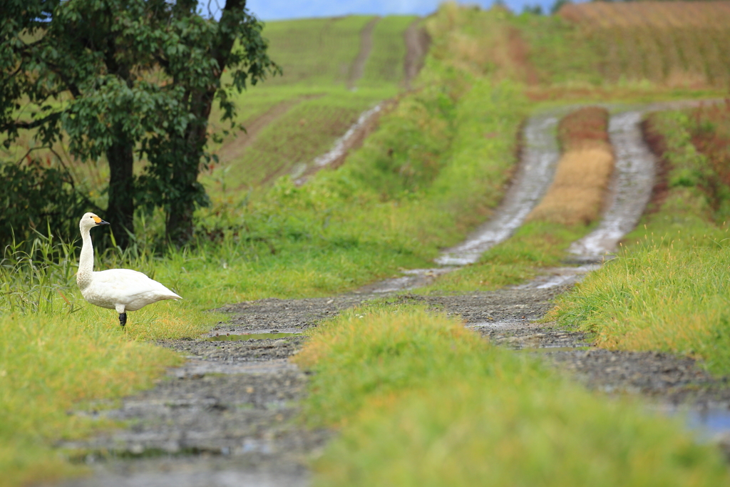 Whooper Swan