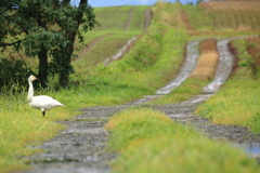 Whooper Swan