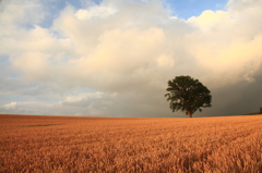 哲学の木と小麦～最終章へ