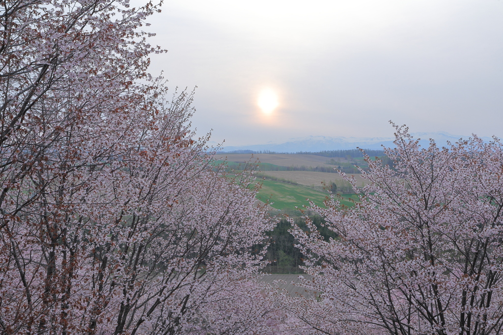 やわらかな朝陽に蝦夷山桜咲く