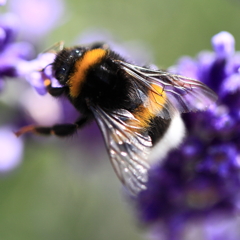 Buff-tailed bumblebee