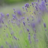 もうすぐ開花です