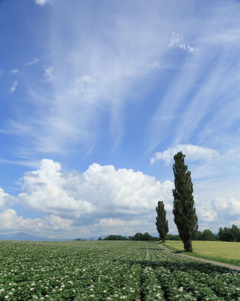 駆け抜ける夏空