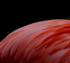 Caribbean Flamingo