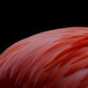 Caribbean Flamingo