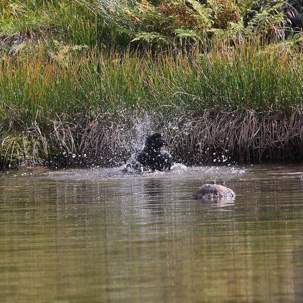 カラスの行水