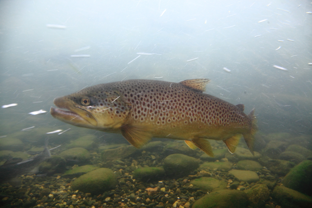 Brown trout