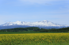 キガラシと大雪山