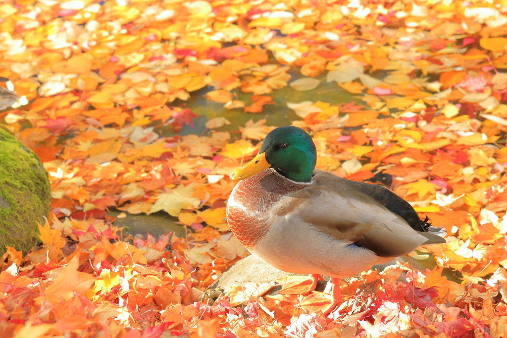 Brown Mallard Duck