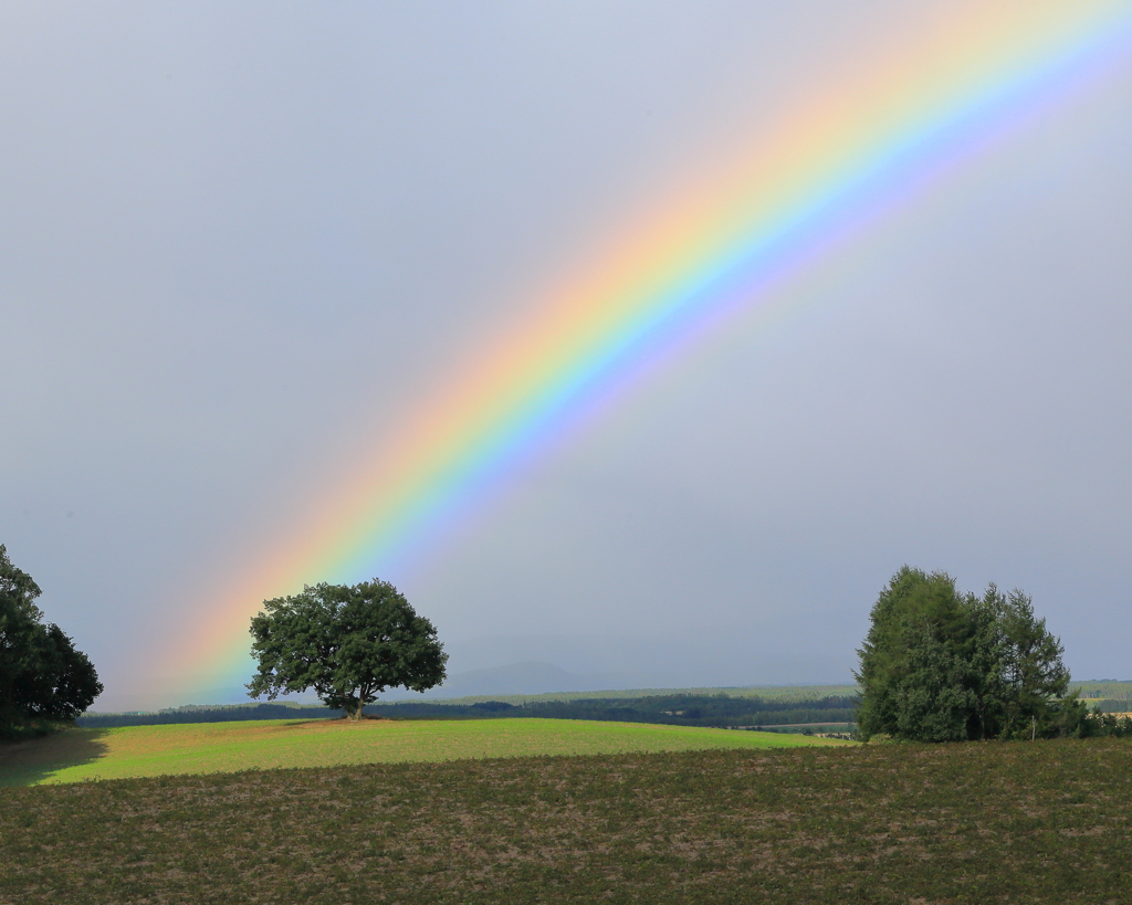Rainbow Festival　弐