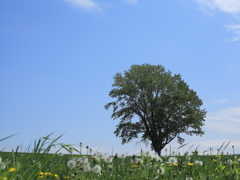 6月の青空～美瑛回顧録2012