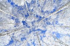 蒼天白樺樹氷～2015