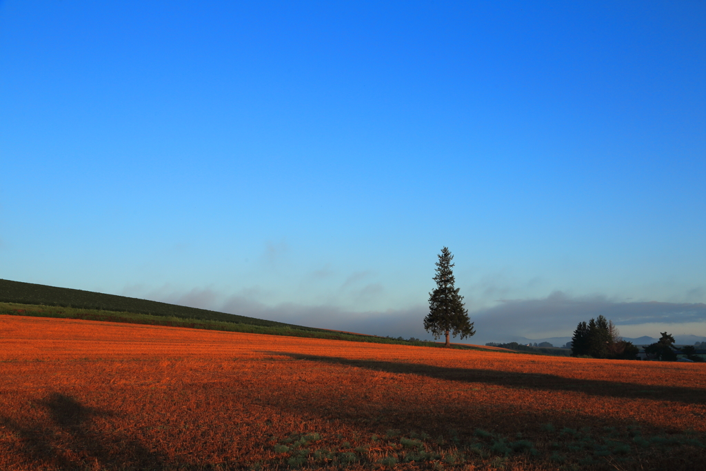 Morning in the field