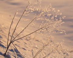 真冬の情景～霧氷の華