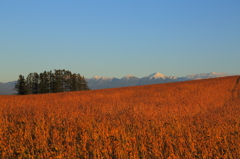 Field of soy