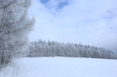 雪原の樹氷林