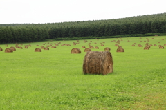 酪農地帯の風景