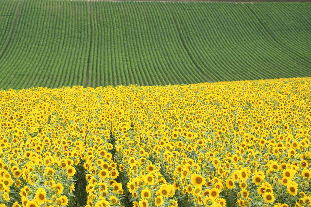 束の間の花畑