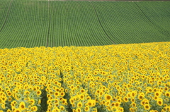 束の間の花畑