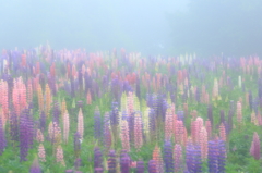 blooms in fog