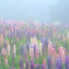 blooms in fog