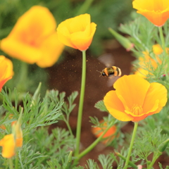 花粉を飛ばして花から花へ