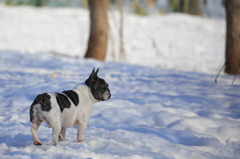 French Bulldog