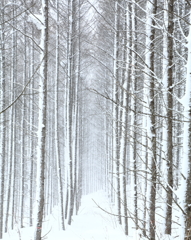 吹雪の並木