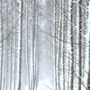 吹雪の並木