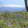 カタクリと大雪山遠望