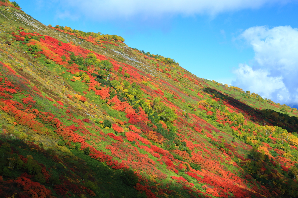 Colored leaves in Hokkaido