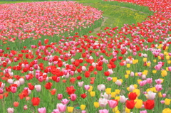 Tulip path～scarlet and pink