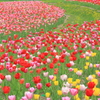 Tulip path～scarlet and pink