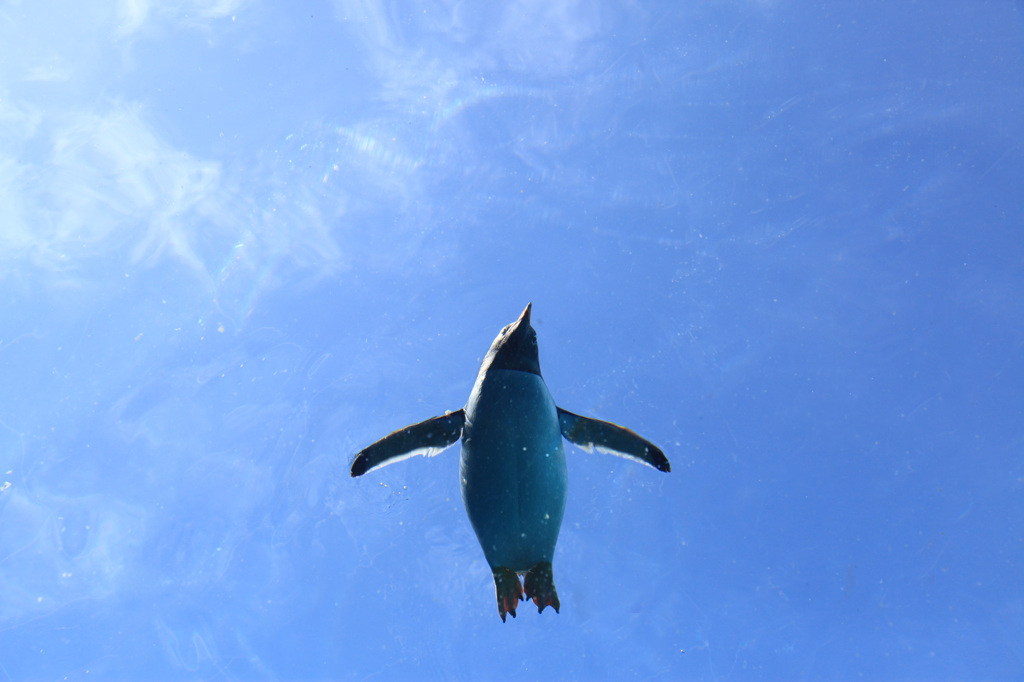 ペンギン、空を飛ぶ