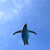 ペンギン