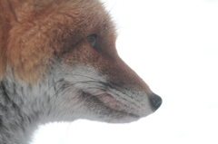 Profile of fox 