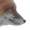 Profile of fox 