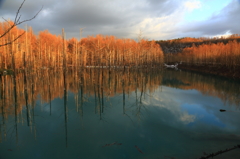 青い池～春紅葉の景色